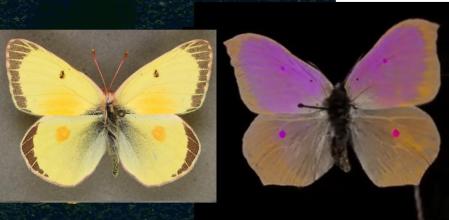 Comparación de sistemas visuales entre especies